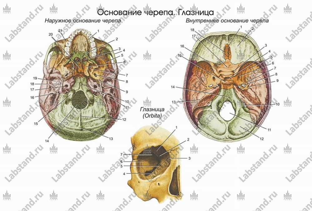 Медицинская презентация